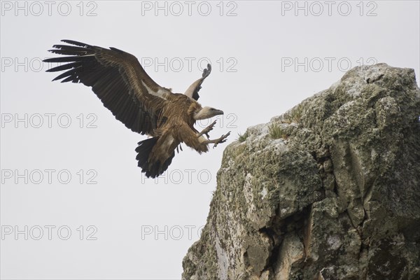 Griffon Vulture