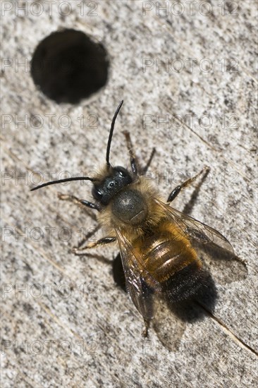 Rusty red mason bee