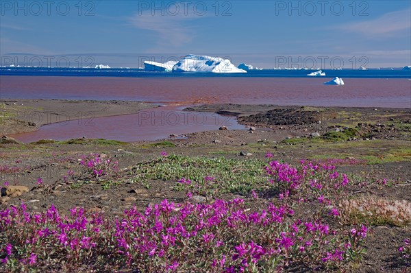 Icebergs in a wide bay