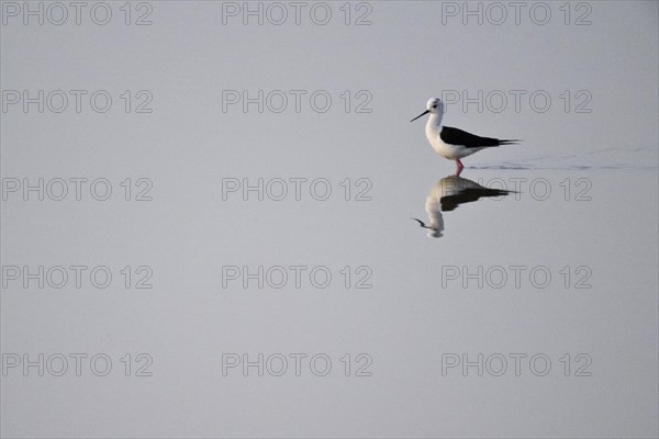 Black-winged Black-winged Stilt