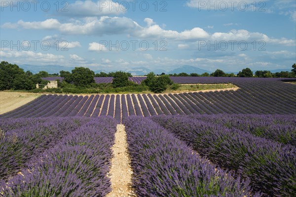 Flowering lavender