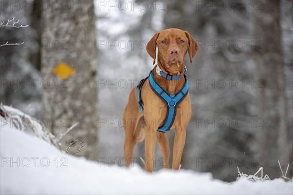 Roevidszoru Magyar Vizsla