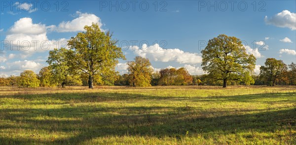 Solitary oaks in the Elbe meadows in autumn