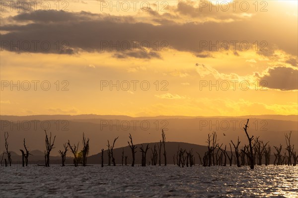 Dead trees in a lake