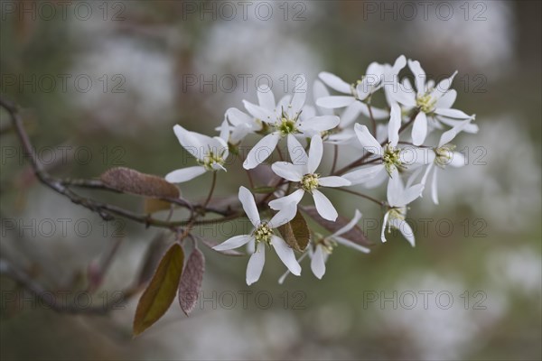 Rocky pear