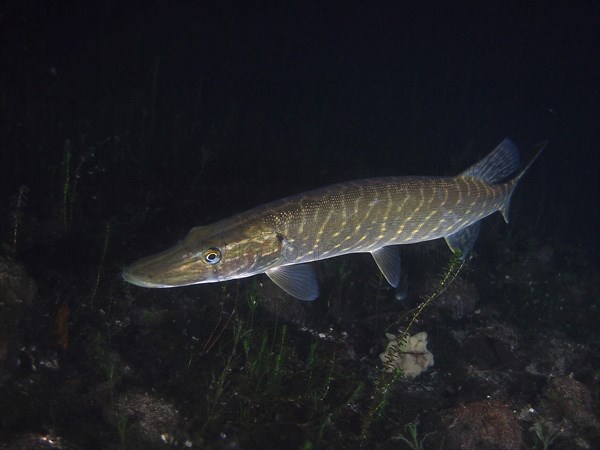 Pike