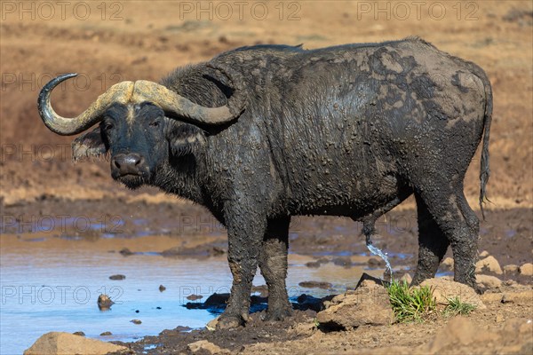 African buffalo