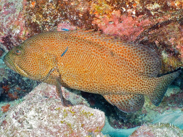 Caribbean grouper