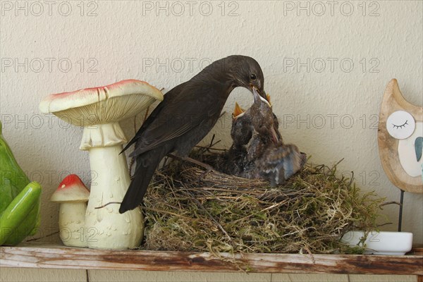 Blackbird