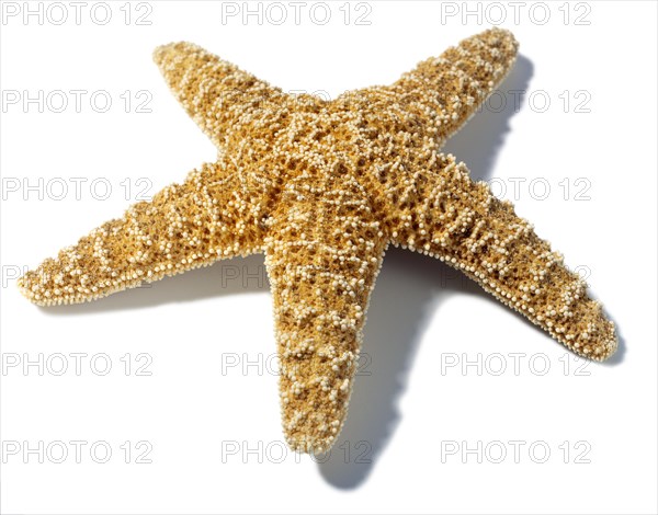 Star Fish
