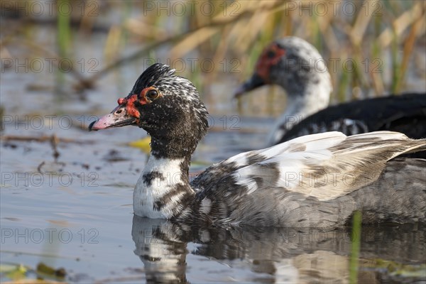 Warty Duck