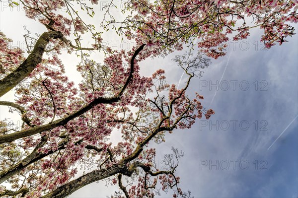 Flowering magnolia