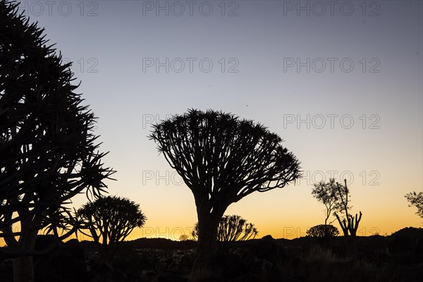 Quiver tree