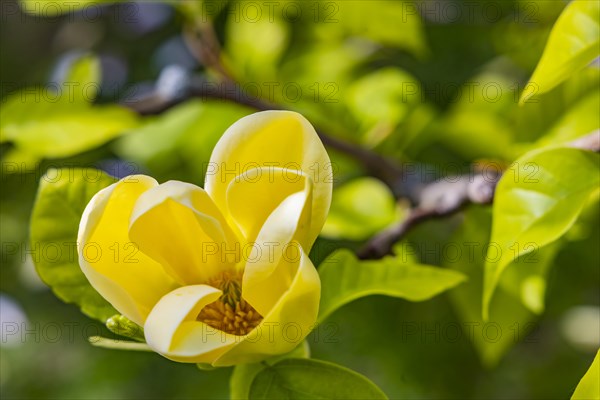 Yellow flowering magnolia