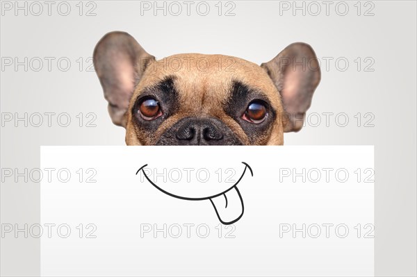 Funny Brown French Bulldog dog with half of face covered with white paper with painted on happy mouth with tongue sticking out