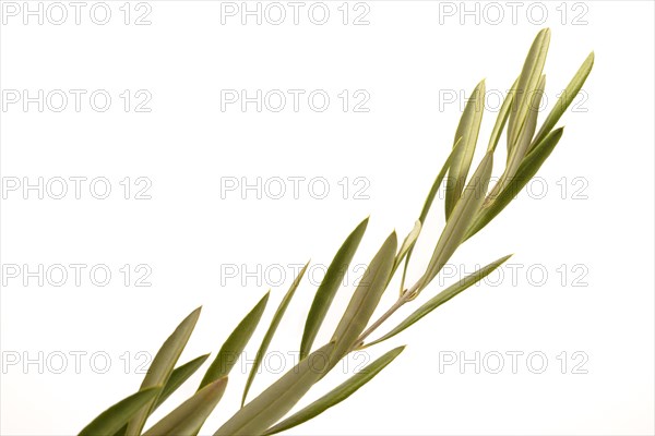 Close-up of an olive branch isolated on a white background