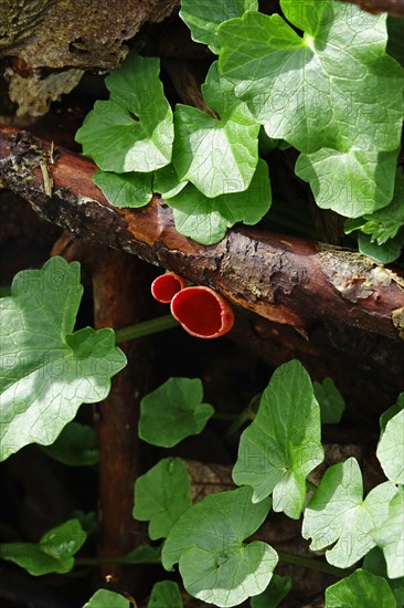 Scarlet elf cup