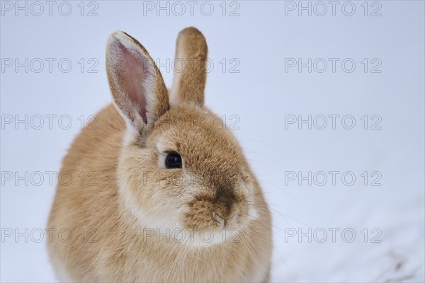 Domestic rabbit