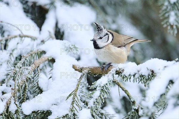 European crested tit