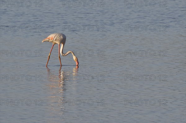 Greater flamingo