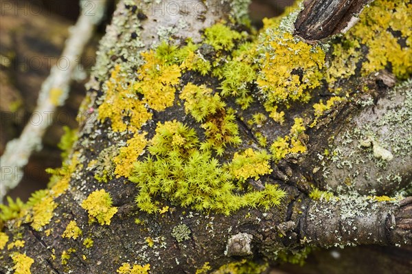 Horn calcareous moss