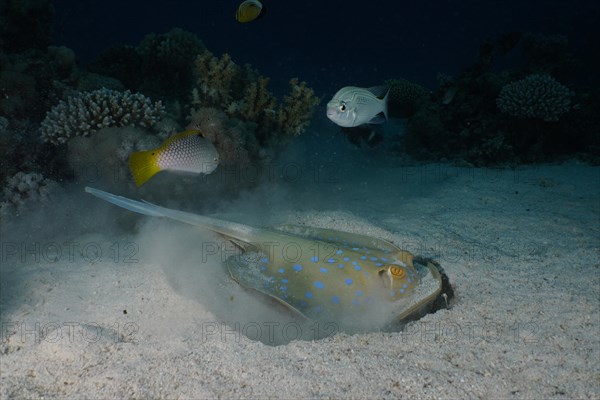 Bluespotted ribbontail ray