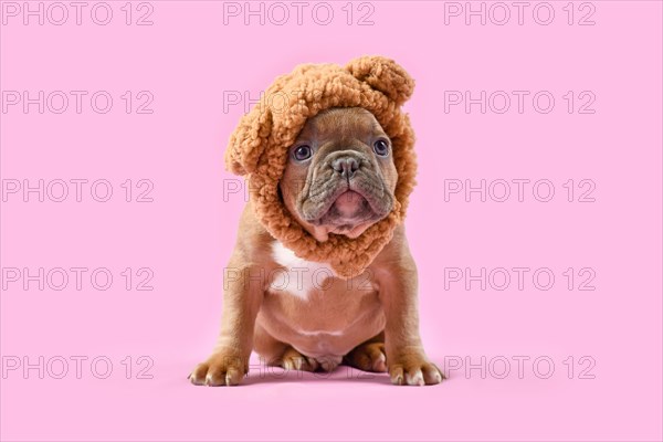 Fawn French Bulldog dog puppy wearing teddy bear costume hat on pink background