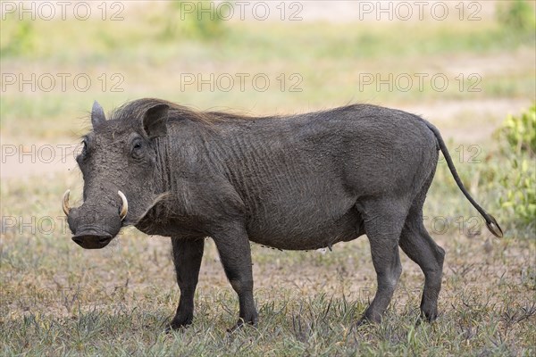 Common warthog