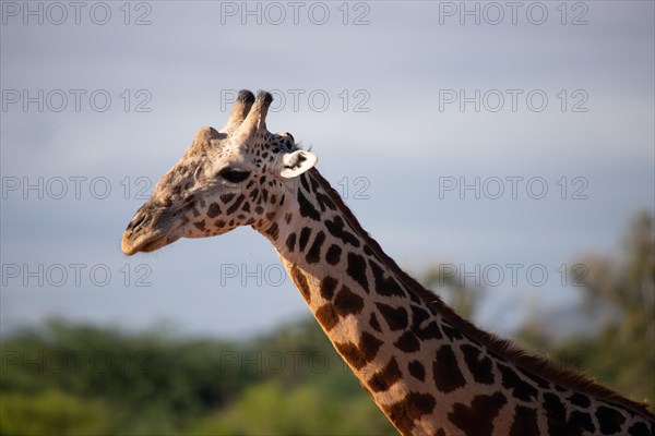 Single giraffe