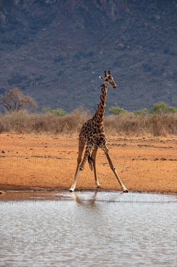 Single giraffe