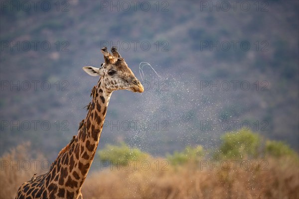 Single giraffe