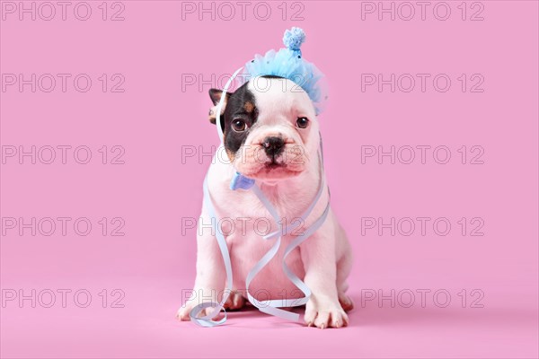 Tan pied French Bulldog dog puppy with blue party hat sitting on pink background