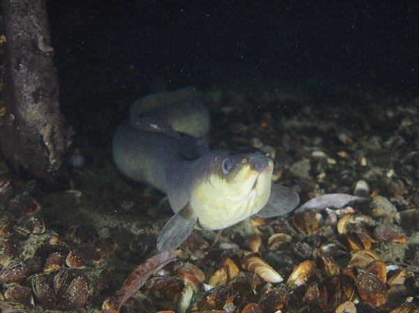 Portrait of European eel