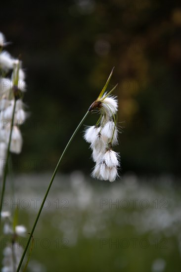 Common cottongrass