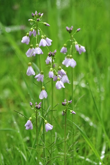 Cuckoo flower