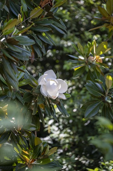 White flower of a magnolia