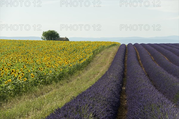 Flowering lavender