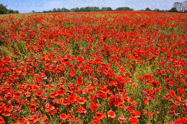 Blooming poppy flower