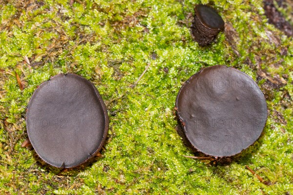 Common dirt cupling two hazel oval fruiting bodies next to each other in green moss