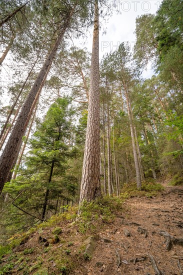 Enztalkiefer in the forest