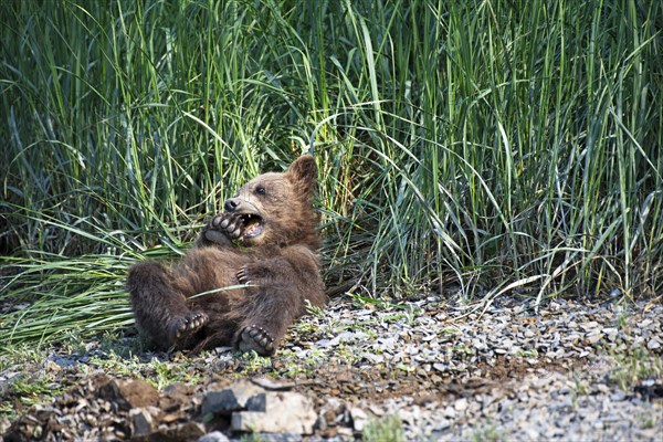 Young grizzly bear