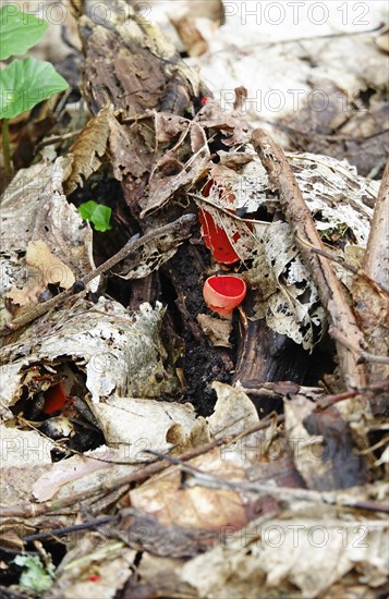 Scarlet elf cup