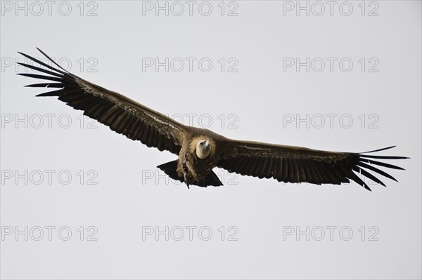 Griffon Vulture