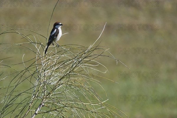 Woodchat Shrike