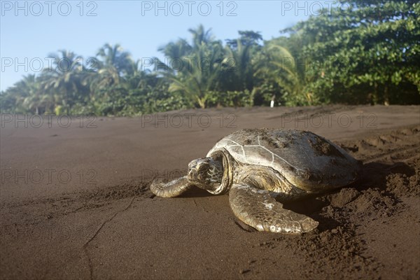 Green turtle