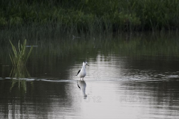 Black-winged Black-winged Stilt