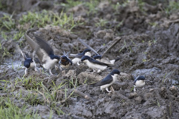 Common house martins