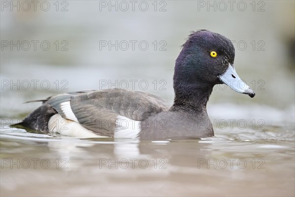 Tufted pochard