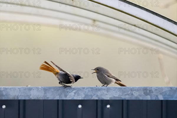 Black Redstart