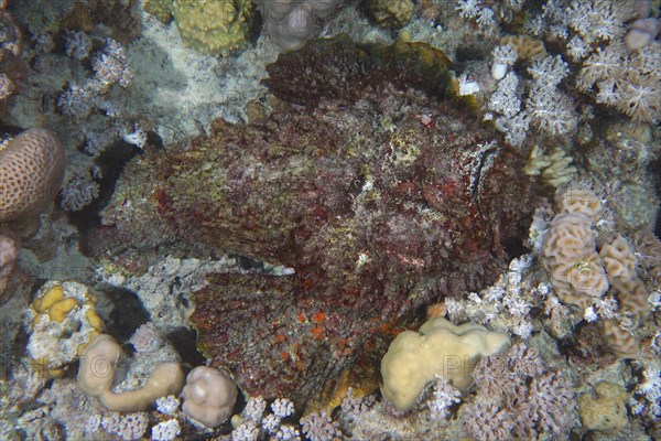 Reef stonefish